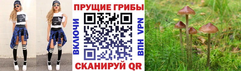 Купить закладки  Петров Вал  Псилоцибиновые грибы GOLDEN TEACHER 